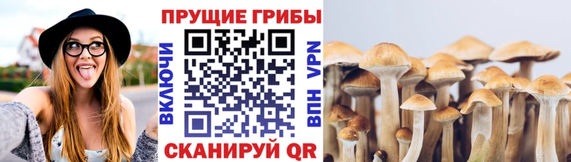 Галлюциногенные грибы прущие грибы  Бор 