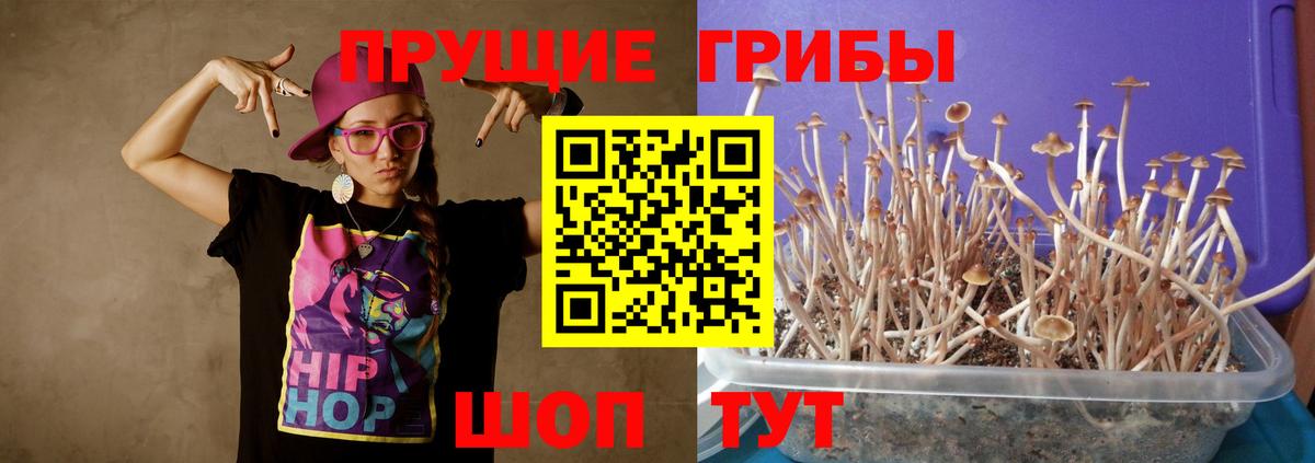 Псилоцибиновые грибы мицелий  Галлюциногенные грибы Psilocybine cubensis  Бор 